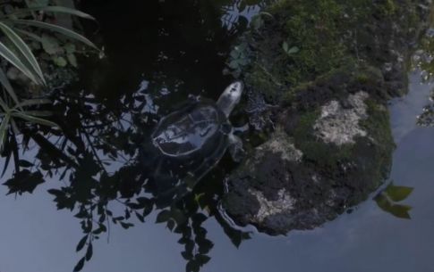 同根同源！广东佛教界积极支援香港抗疫